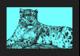 Snow Leopard